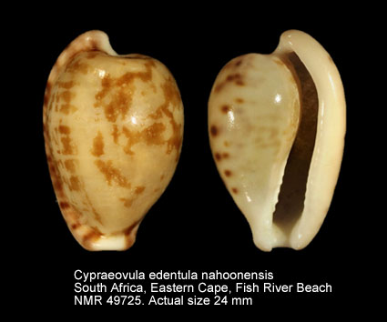 Cypraeovula edentula nahoonensis.jpg - Cypraeovula edentula nahoonensisLorenz,1989